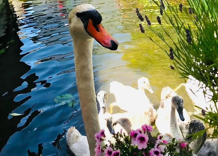 Gasthuis Peaceful On A Houseboat In The Centre